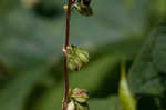 Fringed black bindweed